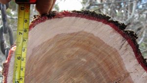 measuring sandalwood heartwood