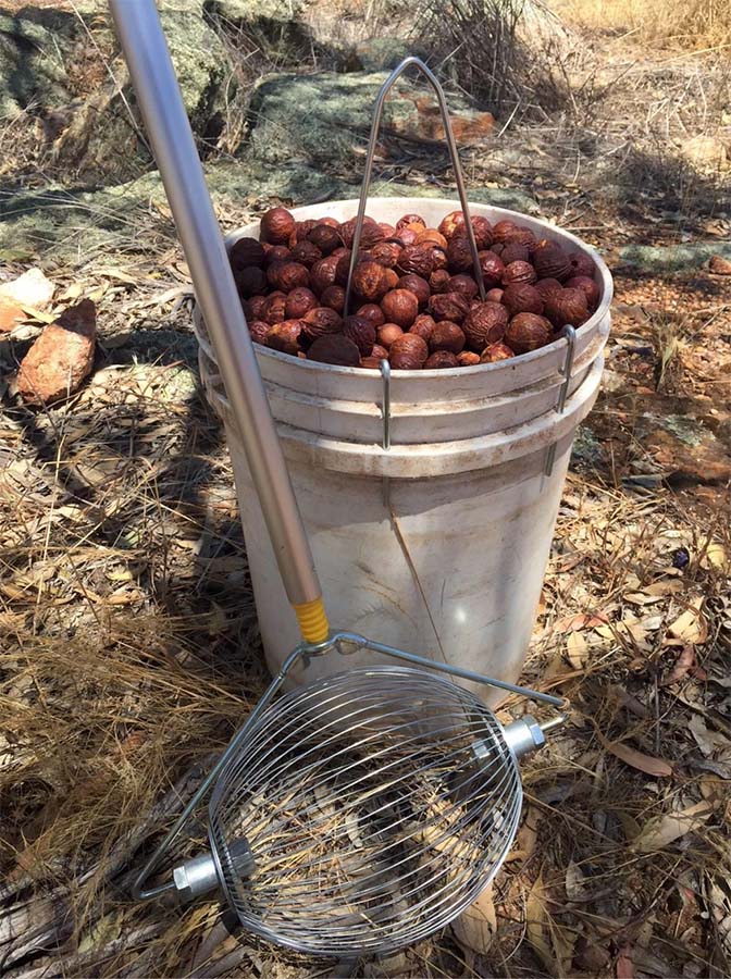 A Nut Wizard nut harvester.