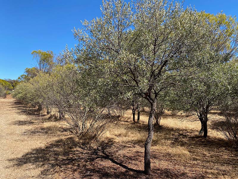 Sandalwood trees in a plantation