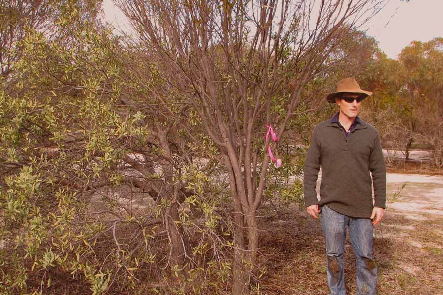 A sandalwood grower standing next to a tree